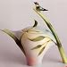 Franz Porcelain Bamboo Song Bird Design Teapot