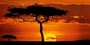 Masai Mara Plains, Kenya Art Poster Print by James Urbach, 40x20