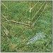 Midwest Universal Exercise Pen Ground Stakes Q