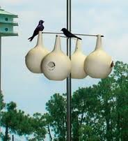 Purple Martin Birdhouse Gourds Paint !