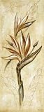 Tropical Orchid III Art Print Poster By Ruth Bush, 4  x 10 
