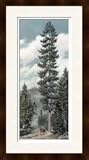 IMAGE OF Cowboy Rides Beneath Towering Western White Pine Trees Framed Giclee Print
