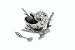 Star Home Coquilles Snail Shell with Coral Stand and Spoon