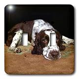 Dogs English Springer Spaniel - English Springer Spaniel - Light Switch Covers - double toggle switch