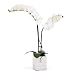 Torre & Tagus Orchid Potted Double Stem, 23-Inch, White