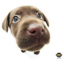 Click here to buy Allsop 29597 Chocolate Lab Microfiber Wipe by Allsop.