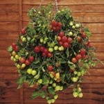 SUTTONS SEEDS: Tomato Tumbling Tom Red Seeds (22 seeds)