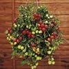 SUTTONS SEEDS: Tomato Tumbling Tom Red Seeds (22 seeds)