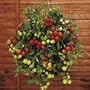 SUTTONS SEEDS: Tomato Tumbling Tom Red Seeds (22 seeds)