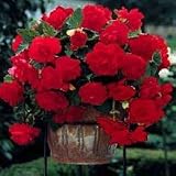 Amazon / Hirts: Bulb; Begonia: Pendula Red Begonia 1 Bulb - Great in Hanging Baskets