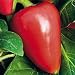 Organic Pimiento L Sweet Pepper 50 Seeds