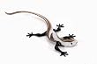 Gecko