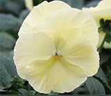 パンジービオラパンジー デルタプレミアム「ピュアプリムローズ」２４株セット※お届け地域によっては別途差額送料が発生する場合が有ります。