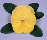 パンジービオラパンジー オトノ「レモンイエロー」1株