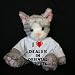 Plush Stuffed Cat (Kit Kat) toy with I Love Dealer in Oriental Carpets t-shirt