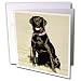 Dogs Labrador Retriever - Labrador Retriever - Greeting Cards-12 Greeting Cards with envelopes