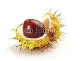 IMAGE OF Wallmonkeys Peel and Stick Wall Decals - Kastanie - 18