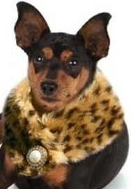 Fabulous Furs Leopard Stole w/ Glittering Pearl Brooch - Small