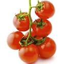 Cherry Tomato Sugar Sweetie Certified Organic Seeds