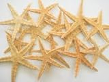 Package of 30 Real Starfish By Hinterland Trading Co