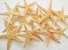 Package of 30 Real Starfish By Hinterland Trading Co