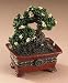 Mr Chen's Bonsai Tree W/ Zen McNibble