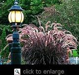 Purple Fountain Grass One Gallon Plant