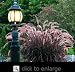 Purple Fountain Grass One Gallon Plant