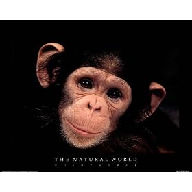 Chimp The Natural World Art Print Poster - 41x51 cm