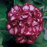 Ivy Leaf Geranium Seed Pack by PG SEEDS Discounts