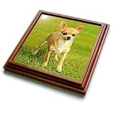 Dogs Chihuahua - Chihuahua - Trivets
