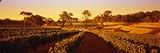 IMAGE OF Settlers Ridge Organic Vineyard, Cowaramup, Shire of Augusta-Margaret River, Western Australia Photographic Poster Print by Panoramic Images , 60x20
