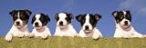 5 Jack Russell Puppies That were Abandoned on Christmas Eve, January 2001 Collections Photographic Poster Print, 20x60