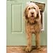 PetSafe Large Plastic Pet Door, Premium White