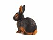 Rabbit black-brown