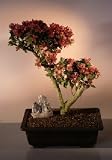 Bonsai Boy's Flowering Bougainvillea Bonsai Tree<br><i>(pink pixie)</i>