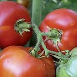 Organic St. Pierre Tomato Plant - ORDER NOW ! - B001M1Z7NQ