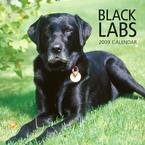 Black Labs 2009 Wall Calendar