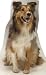 Collie Lifesize Cardboard Standup