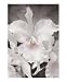 Barbados Orchid Emerging Artists Photographic Poster Print by Susan Parslow, 16x20