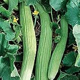 Armenian Cucumber 1 oz. 31ok9thGDUL. SL160 Armenian Cucumber 1 oz.