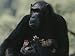 The Chimpanzee Rafiki with Her Twins, Roots and Shoots Photographic Poster Print by Michael Nichols, 48x64