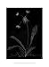 Dandelion Garden I Alicia Ludwig 10x13