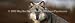 Window Graphic - 16x54 Wolf Portrait Image