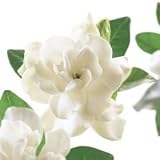 Duft�l Gardenia