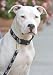Lupine 1 Inch Padded Handle Dog Lead-4 Foot Length-Bling Bonz Pattern