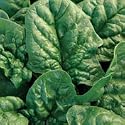 Organic Bloomsdale Spinach 60 Seeds