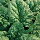 Organic Bloomsdale Spinach - 100 Seeds