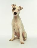 White Puppy with Brown Eye Patch - 24