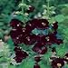 Hollyhock Nigra